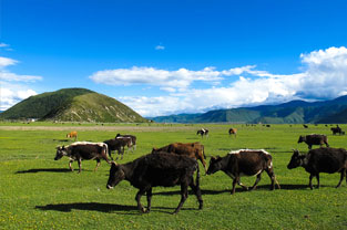 <em>动物</em>医学、动植物<em>检疫</em>、生物技术专业：《普通<em>动物</em>学》<em>课程</em><em>思</em><em>政</em><em>案例</em>