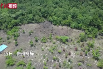 贵州桐梓：特色畜牧“跑山猪”跑出<em>致富</em>“加速度”