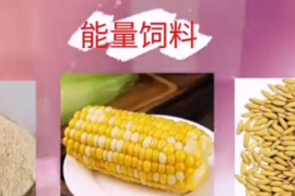 什么是能量饲料？