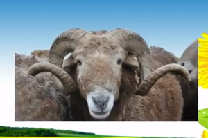阿勒泰羊：新疆维吾尔自治区阿勒泰地区特产