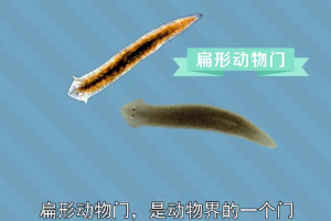 原来.扁形<em>动物</em>门长这样