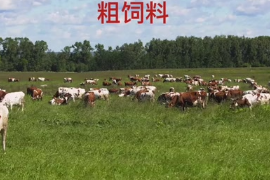 什么是粗<em>饲料</em>？