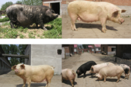 科学家揭示<em>猪</em>种形成的<em>基因组</em>调控机制
