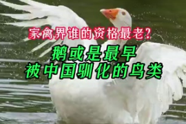 家禽界谁的资格最<em>老</em>？研究<em>称</em>鹅或是最早被中国驯化的鸟类