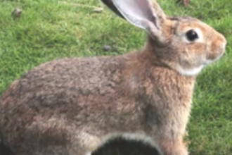 一分钟了解哺乳纲动物比利时兔