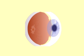 角膜—眼球壁外层前部的透明部分