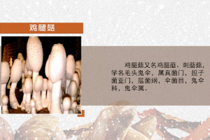 <em>微</em><em>课</em>：<em>园艺</em><em>技术</em><em>专业</em>《<em>食用菌</em><em>生产技术</em>—鸡腿菇<em>菌种</em>培养》