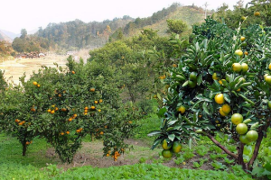 <em>课程标准</em>：园艺技术<em>专业</em>《果树生产创新模块》<em>课程标准</em>