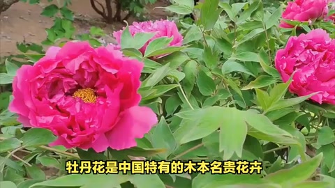 牡丹花：中国的国色天香