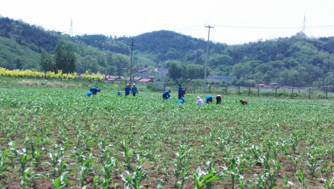 <em>玉米</em><em>标准化</em><em>生产</em>--田间管理1