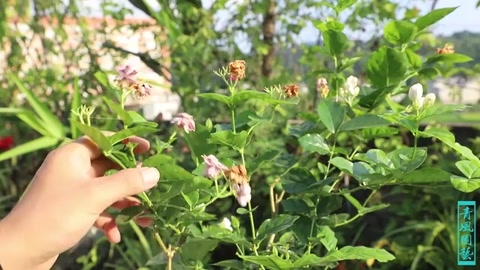 茉莉花大面积黄叶了，最有可能的是这2个原因，太准了