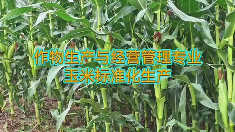 <em>作物</em><em>生产</em><em>与</em><em>经营管理</em><em>专业</em>：《玉米标准化<em>生产</em>—选用良种》