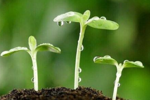 作物生产与经营管理、园艺技术、中草药栽培与加工技术专业：《土壤肥料—土生土长总关情 一酸一碱育“农”心》 课程思政案例
