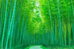 <em>课件</em>：<em>园林</em><em>技术</em>专业《<em>园林</em>树木—观赏竹类的识别<em>与</em>应用》