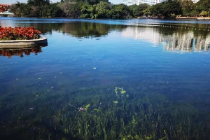 完成生态修复<em>的</em>流花湖(图1）