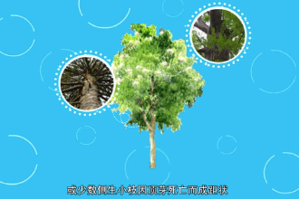 银杉—松科银杉属植物