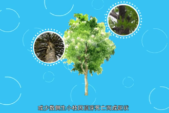 银杉—<em>松科</em>银杉<em>属</em><em>植物</em>