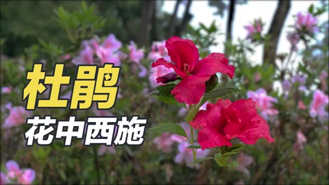 杜鹃：花中西施