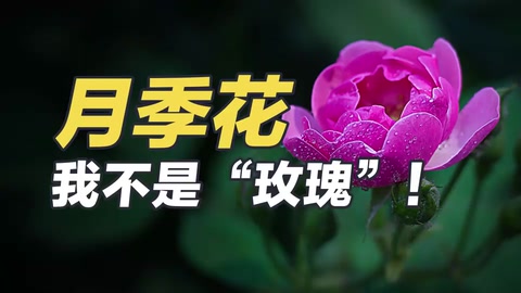 月季花：<em>我</em><em>不是</em>“玫瑰”！