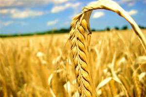 <em>人才培养</em><em>方案</em>：《<em>植物保护</em><em>与</em><em>检疫</em><em>技术</em>》<em>专业</em><em>人才培养</em><em>方案</em>