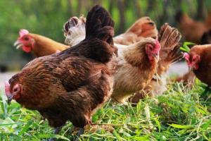 动物营养与饲料专业：《鸡营养工程技术—动物营养专题》课程思政案例