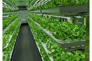 现代<em>农业技术</em><em>专业</em>：《蔬菜生产—蔬菜生产概述》<em>课程</em><em>思</em><em>政</em><em>课堂教学</em><em>设计</em>