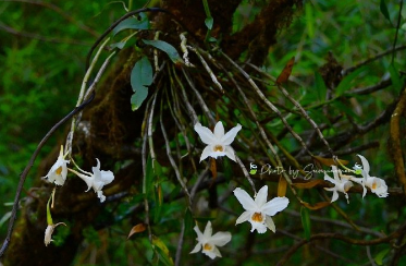 林业技术专业 ：《植物<em>与</em>植物生理—赤霉素<em>与</em>“中国饭碗”》<em>课程</em><em>思</em><em>政</em><em>案例</em>