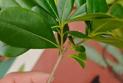 <em>课件</em>：<em>森林草原</em><em>防火</em><em>技术</em>、<em>林业</em><em>技术</em><em>专业</em>《<em>森林</em><em>植物</em><em>识别</em>——<em>被子植物</em><em>识别</em>壳斗<em>科</em><em>特征</em><em>及</em><em>植物</em><em>识别</em>》