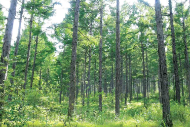 <em>林业</em><em>技术</em><em>专业</em> ：《<em>森林</em>经营<em>技术</em>—基于小班作业法的<em>森林</em>经营全周期规划实践》<em>课程</em><em>思</em><em>政</em><em>案例</em>