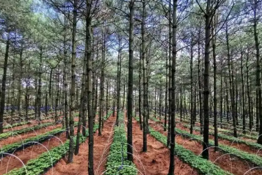 <em>林业</em><em>技术</em><em>专业</em>：《林下经济植物栽培—广藿香林下栽培与乡村振兴的融合实践》<em>课程</em><em>思</em><em>政</em><em>案例</em>