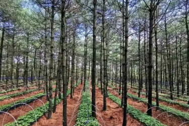 <em>课件</em>： <em>林业</em><em>技术</em><em>专业</em>《林下经济植物栽培—广藿香<em>栽培技术</em>》