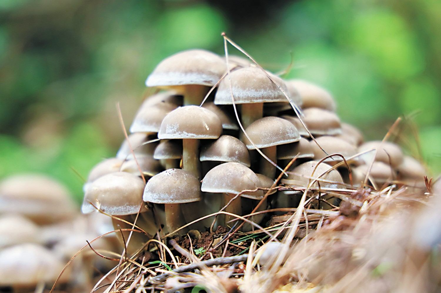 <em>林业</em><em>技术</em><em>专业</em>：《食用菌栽培<em>技术</em>—菌香蕴匠心—食用菌栽培中的<em>思</em><em>政</em>育人实践》<em>课程</em><em>思</em><em>政</em><em>案例</em>