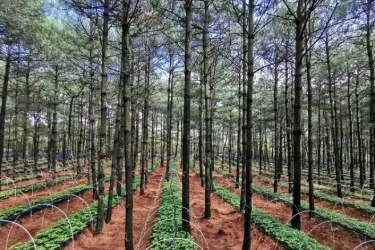 <em>林业</em><em>技术</em><em>专业</em>：《林下经济植物栽培—林下中药材<em>栽培技术</em>与实践》<em>课程</em><em>思</em><em>政</em><em>课堂教学</em><em>设计</em>