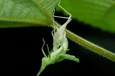 <em>课件</em>：森林草原防火<em>技术</em><em>专业</em>《<em>林业</em>有害生物控制<em>技术</em>—化学防治》