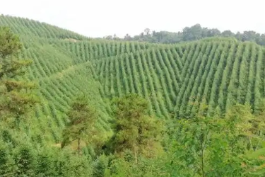 林业<em>技术</em>、森林草原防火<em>技术</em>专业 ：《森林资产评估—基于<em>生态</em>保护<em>与</em>责任担当<em>的</em>森林火灾后资产价值评估》<em>课程</em><em>思</em><em>政</em><em>案例</em>