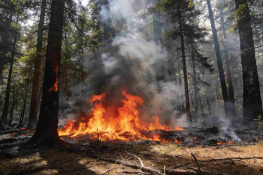 <em>森林草原</em><em>防火</em><em>技术</em><em>专业</em> ：《林火生态学—以生态规律为遵循，科学防控林火风险—践行生态理念，守护<em>森林草原</em>生态家园》<em>课程</em><em>思</em><em>政</em><em>案例</em>