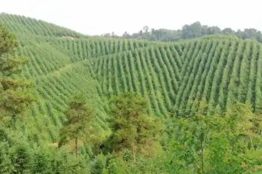 <em>林业</em><em>技术</em>、<em>森林草原</em><em>防火</em><em>技术</em><em>专业</em>：《<em>森林</em>资产评估—<em>森林</em>资源<em>价值</em>评估<em>与</em><em>生态</em>文明建设的融合实践》<em>课程</em><em>思</em><em>政</em><em>课堂教学</em><em>设计</em>