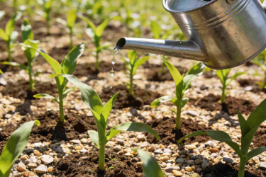 生态农业<em>技术</em><em>专业</em>：《作物<em>栽培</em>》<em>课程</em>思政案例