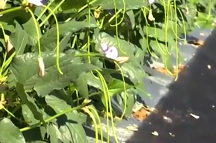 海南推广“防虫<em>网</em>+”绿色<em>防</em><em>控</em>技术 让豇豆生产提质增效