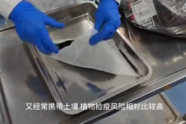 海关实验室 植物检疫小<em>科普</em>