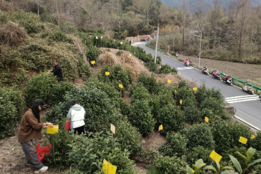 黄山黟县：小小“黄板”护茶园 <em>绿色</em><em>防</em><em>控</em>助振兴