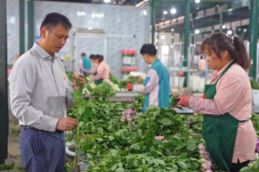 带富先锋张良：种好一朵花 带富一群人