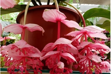 粉苞酸脚杆—野牡丹科美丁花属植物