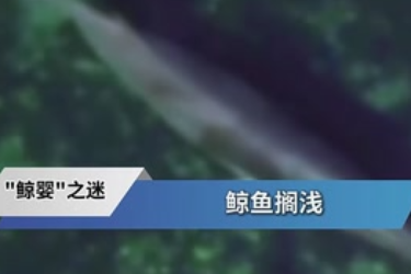 海洋鱼类<em>冷</em><em>知识</em>：走近小鳁鲸胚胎身世之谜