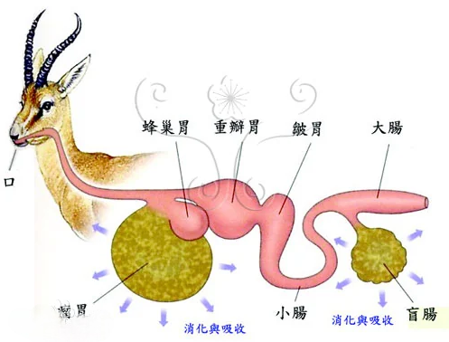 反刍动物