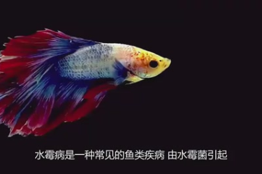 水霉病对鱼的影响