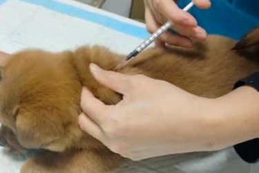 动物医学（宠物养护与疾病防治）<em>专业</em>：《宠物疫病—猫泛白细胞减少症（猫瘟）诊断与综合防控》<em>课程</em><em>思</em>政教学<em>案例</em>