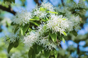 园林植物——<em>流苏</em>花