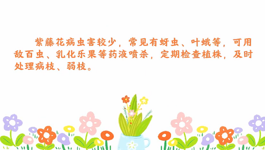 紫藤花病虫害防治<em>小</em><em>技巧</em>