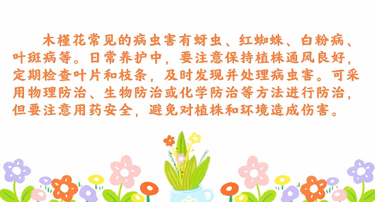 木槿<em>花</em><em>病虫害</em><em>防治</em><em>小</em><em>技巧</em>